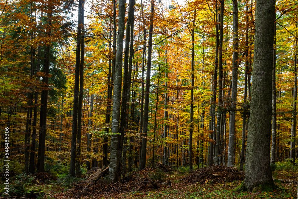 Fototapeta premium beautiful autumn beech forest. Carpathians in Ukraine. Dovbush rocks