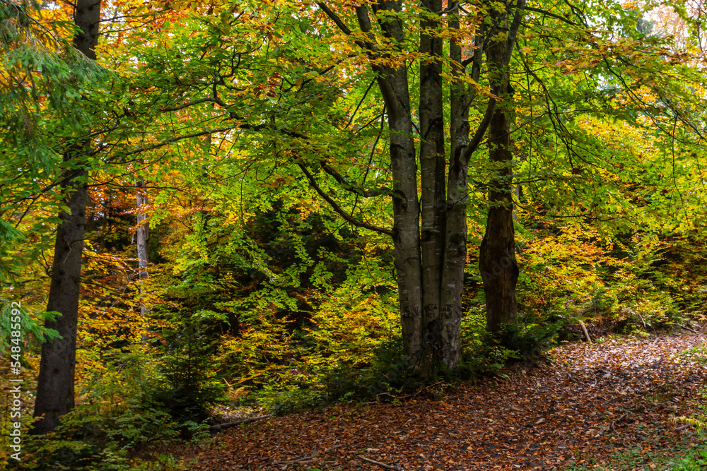 Tall trees of the Carpathian forests, nature reserve in the Carpathians, Ukrainian forests and reserves. Autumn landscape in the forest Tall trees of the Carpathian forests, nature reserve in the Carpathians, Ukrainian forests and reserves. Autumn landscape in the forest