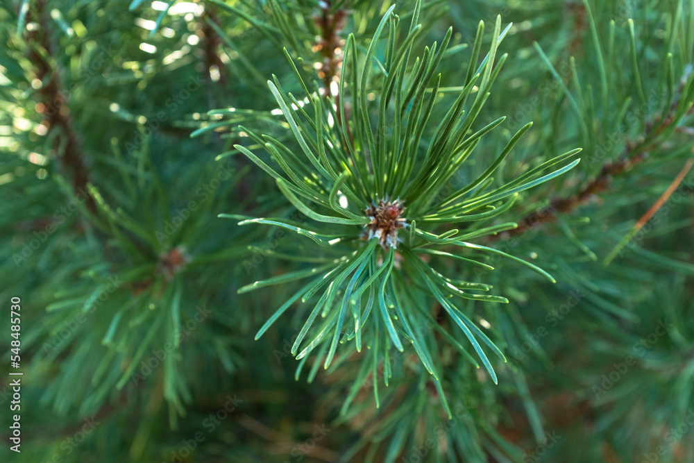 Background from young pine branches, close-up. Pine with green needles for branding, calendar, postcard, screensaver, wallpaper, poster, banner, cover, website. High quality photo Background from young pine branches, close-up. Pine with green needles for branding, calendar, postcard, screensaver, wallpaper, poster, banner, cover, website. High quality photo