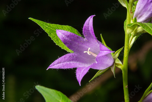 Принти на полотні Close-up of flowering nettle-leaved bellflower on dark blurry natural background