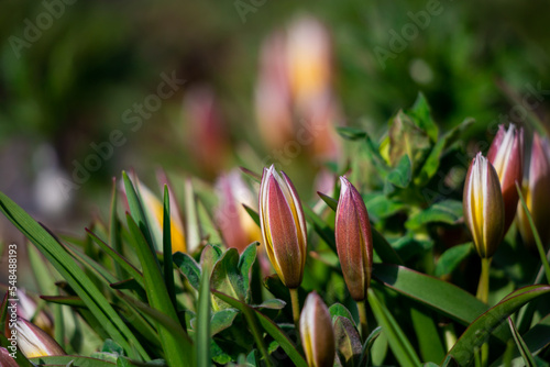 Yellow holly tulips in a flower bed in the park.