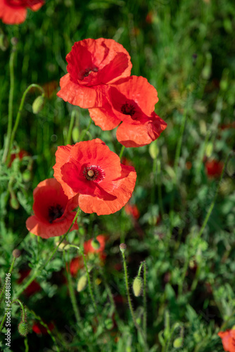 Large red poppies on a background of green leaves.