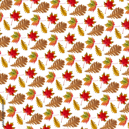 Pattern of autumn oak and maple leaves on a white background.