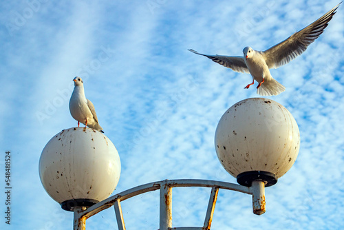 One seagull sits on a lamppost, and the second flies up photo