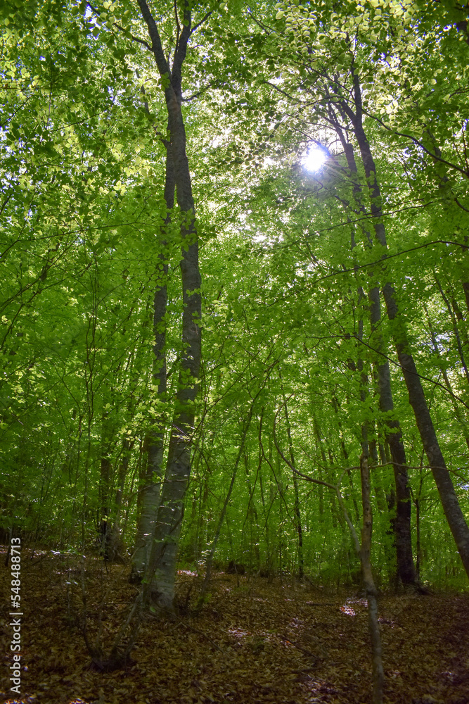 Obraz premium Forest Nature Bosnia And Herzegovina