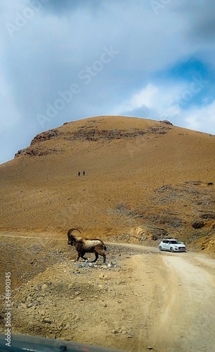 wild animal in the desert