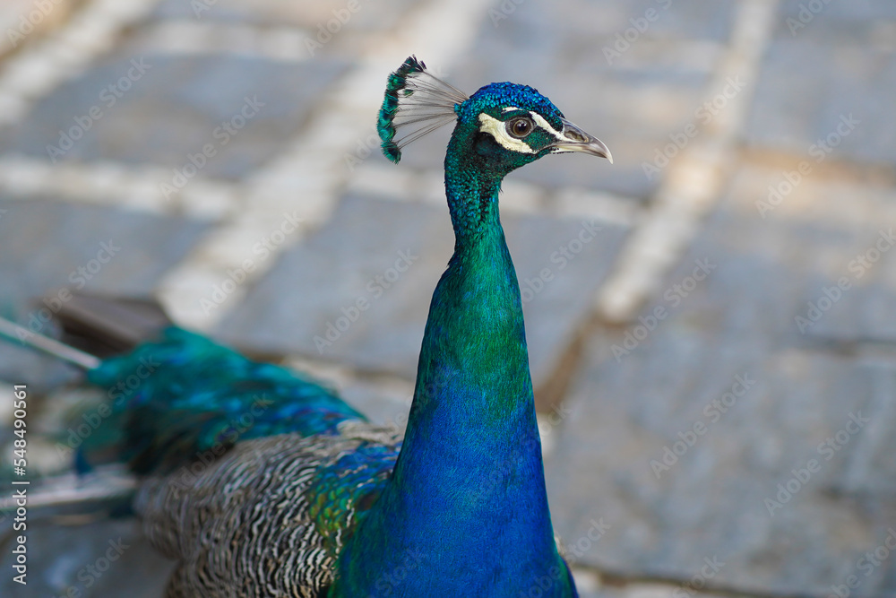 peacock on park Peacock, any of three species of resplendent birds of the pheasant family, Phasianidae (order Galliformes).Strictly, the male is a peacock, and the female is a peahen; both are peafowl peacock on park Peacock, any of three species of resplendent birds of the pheasant family, Phasianidae (order Galliformes).Strictly, the male is a peacock, and the female is a peahen; both are peafowl