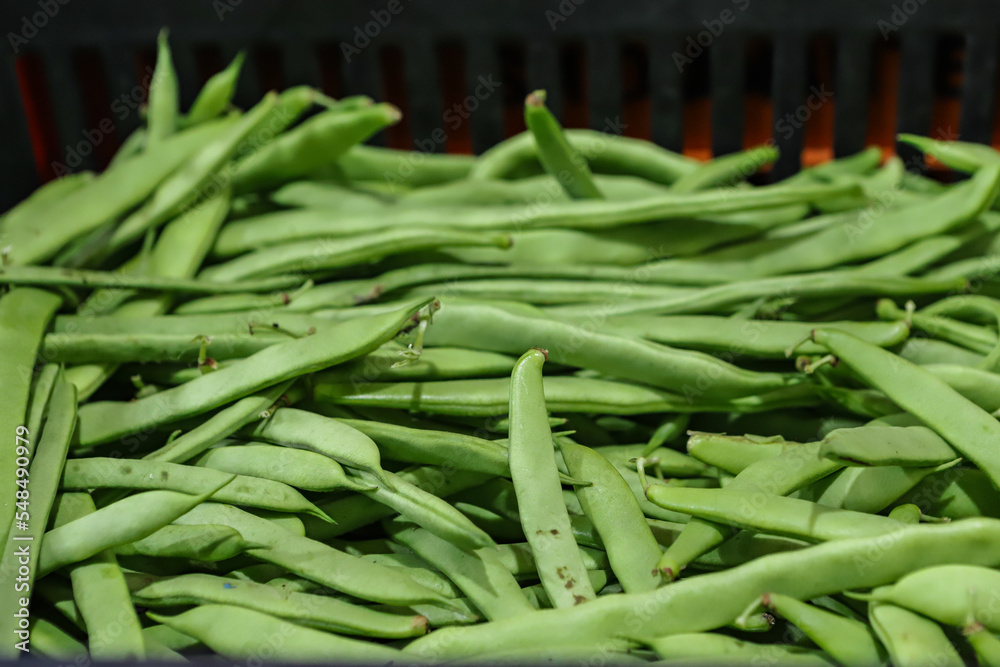 Obraz premium Pile with various organic green beans, also known as green beans, highlighted by their green color.