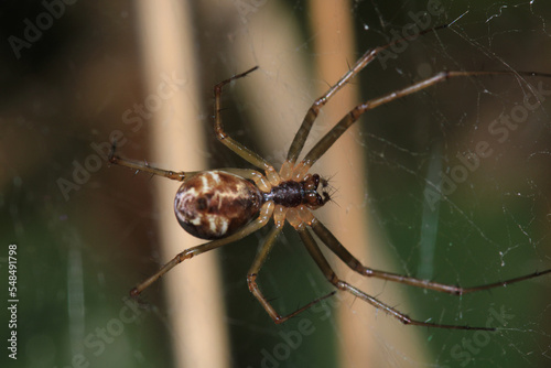agelena labyrinthica spider macro photo