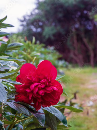 Fototapeta Naklejka Na Ścianę i Meble -  Paeonia 'Peony' Diana Parks in Bloom