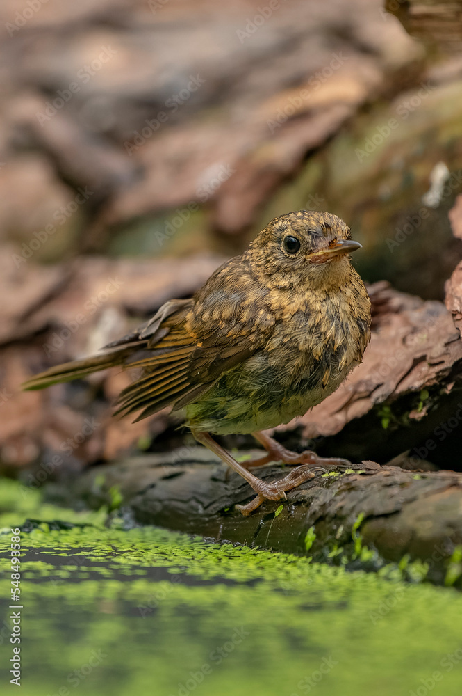 Fototapeta premium Merle
