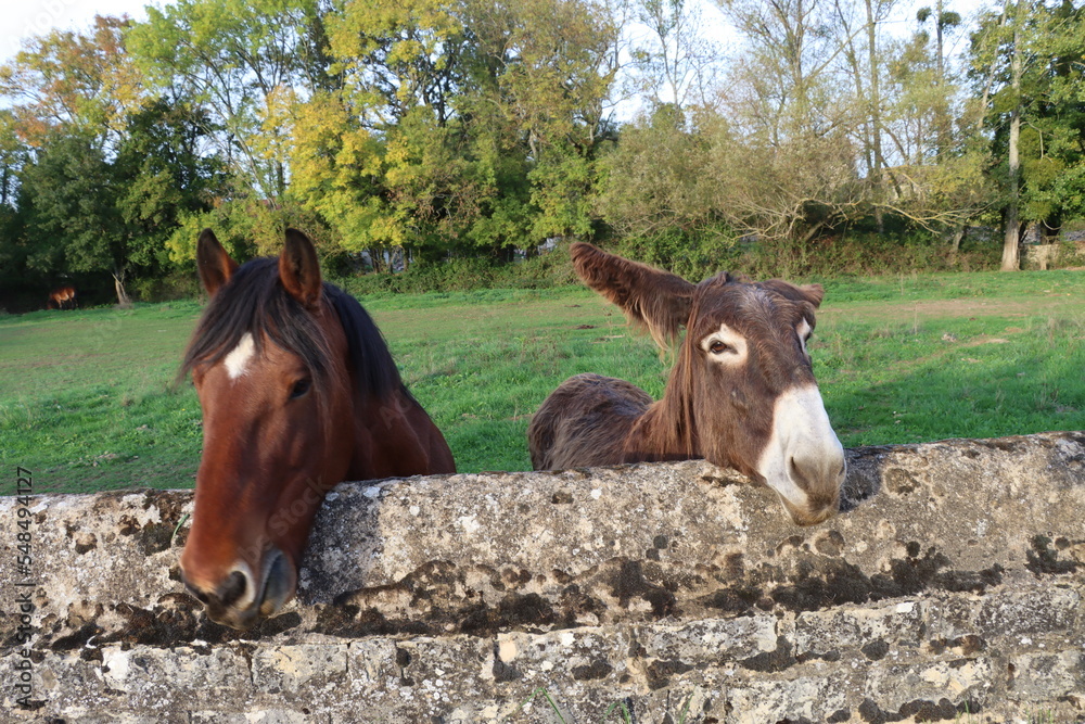 horse and donkey in a field