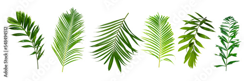Palm leaves Green nature Tropical forest isolated on transparent background - png	
