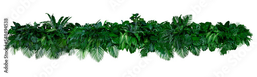 Plant leaves Green nature Tropical forest isolated on transparent background - png	