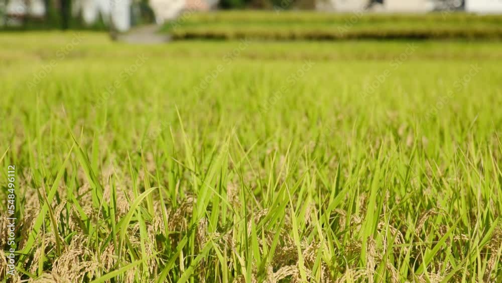 A farming village on a sunny autumn day, with many richly harvested rice plants A farming village on a sunny autumn day, with many richly harvested rice plants