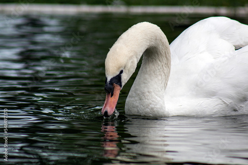 Portrait of a white swan.. Graceful birds in the wild.