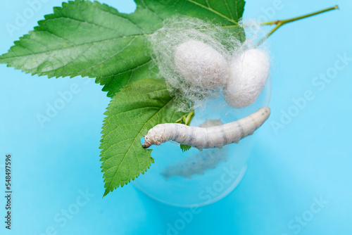 Silkworm make cocoon in plastic container photo
