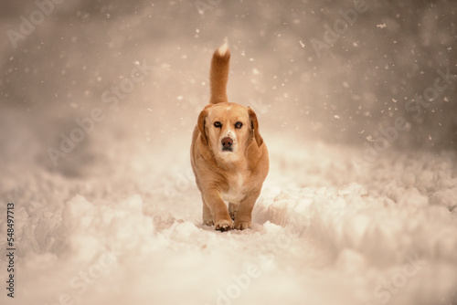 Dog in snow