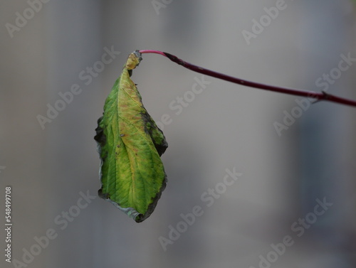 A lonely withered leaf on a tree branch