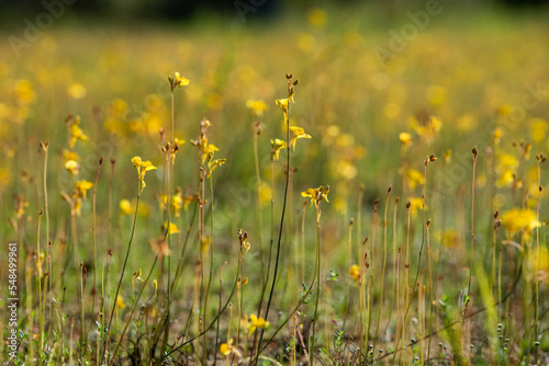 field of yellow flowers