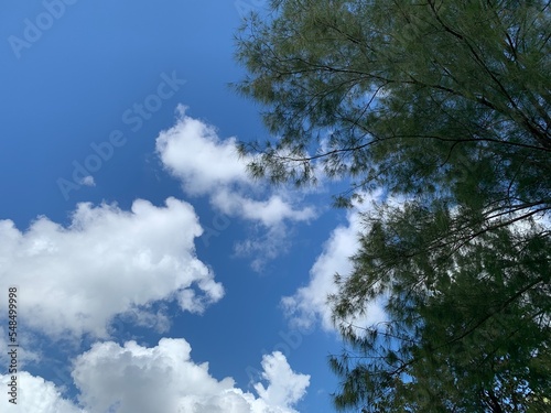 Sky  white clouds and green trees Bright day Beautiful nature