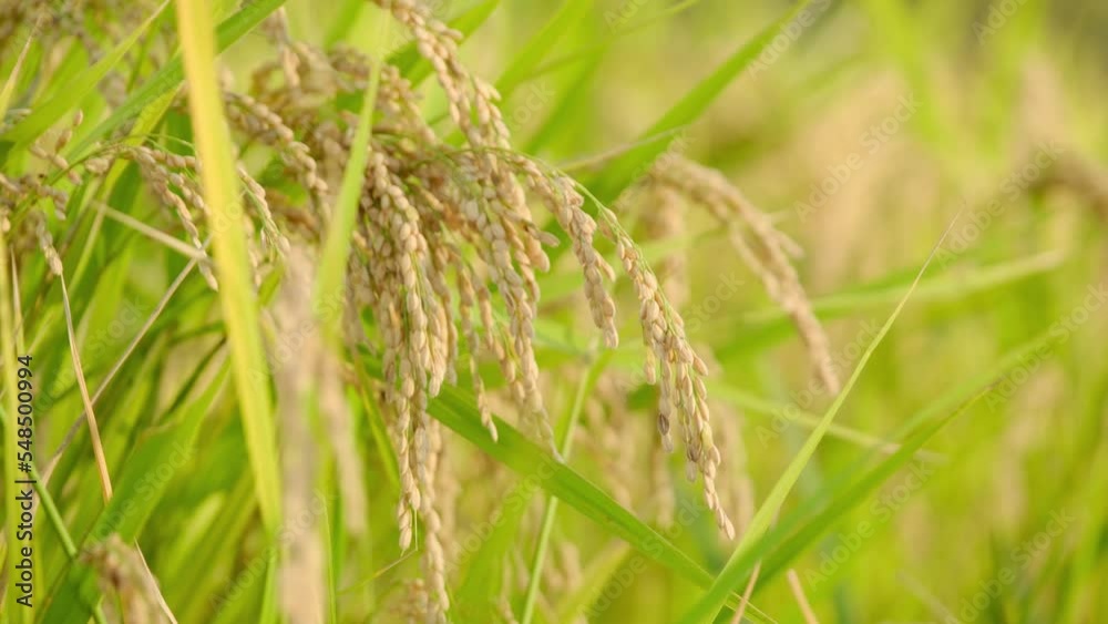 Rice fields in autumn, golden rice just before harvest