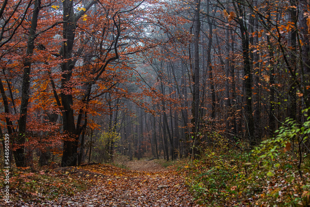 Fototapeta premium colorful autumn forest in the mist