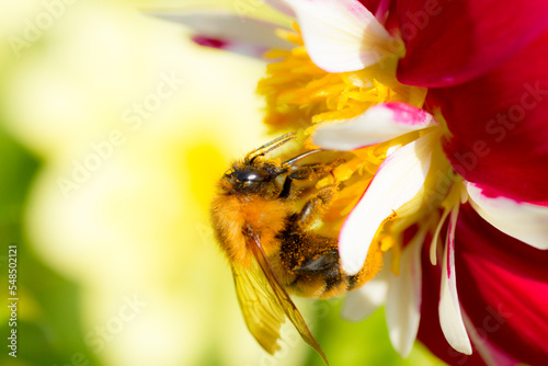 花の蜜を集めるクマバチ