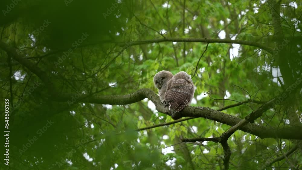 Small tawny owls on the tree. Browns owl in the spring forest. European wildlife. Small tawny owls on the tree. Browns owl in the spring forest. European wildlife.