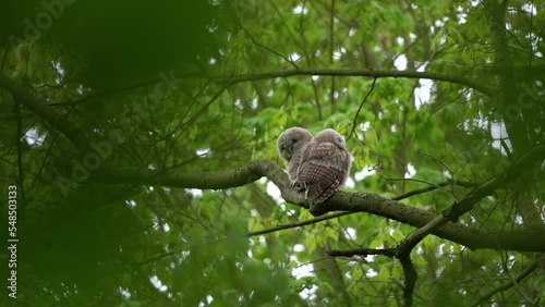 Small tawny owls on the tree. Browns owl in the spring forest. European wildlife. 