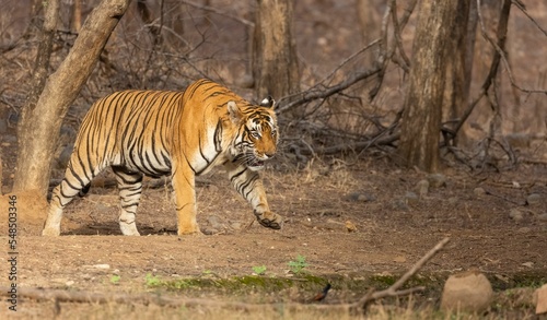 Bengal tiger (Panthera tigris Tigris) walking among dry trees, foliage and stones