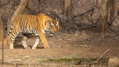 Bengal tiger (Panthera tigris Tigris) walking among dry trees, foliage and stones photo