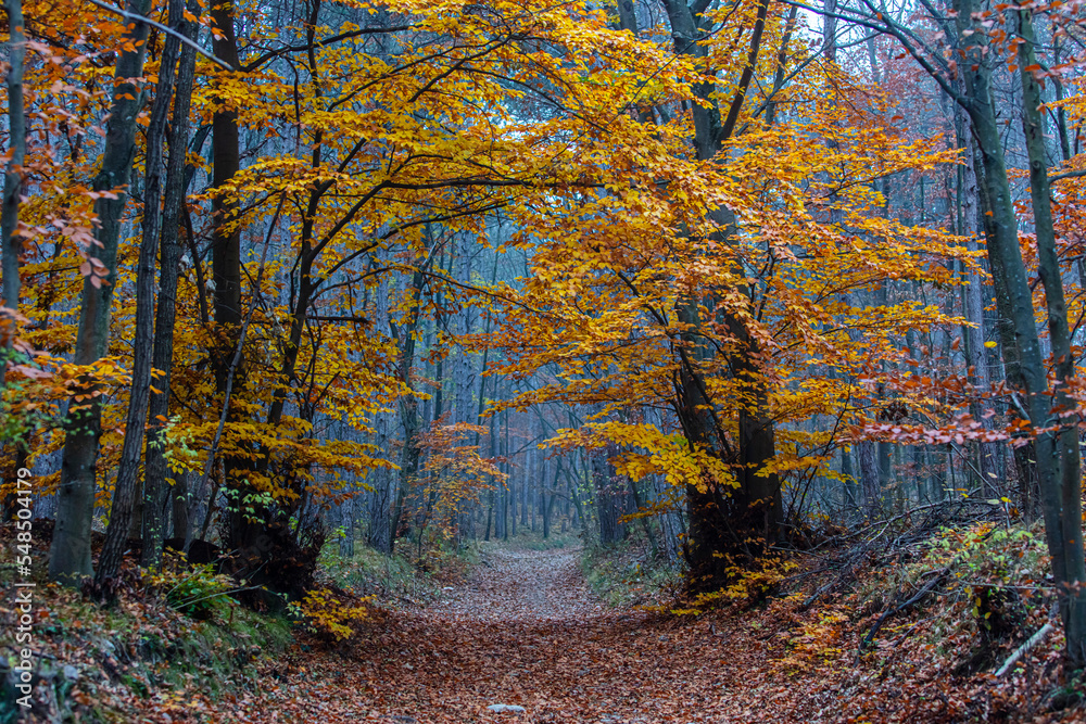 colorful autumn forest in the mist