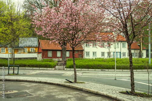 Photography Norway - Oslo - Warm spring day among beautiful wooden houses with blossom trees