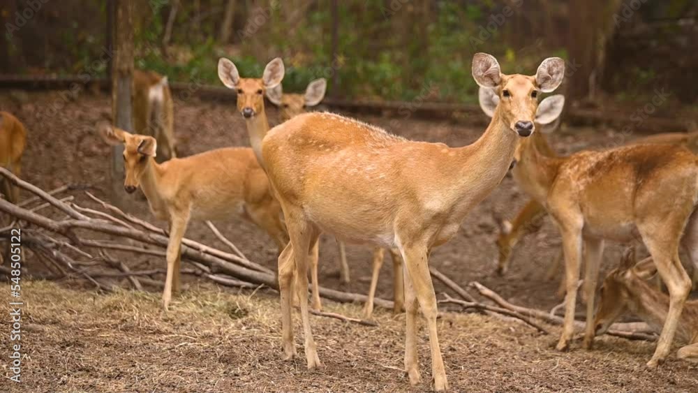 Group of Barasingha deer standing, Wildlife and very rare animals, Barasinga deers, swamp deer. Group of Barasingha deer standing, Wildlife and very rare animals, Barasinga deers, swamp deer.