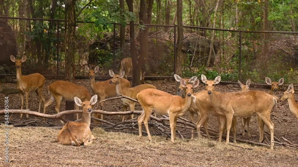 Group of Barasingha deer sutting and walking, Wildlife and very rare animals, Barasinga deers, swamp deer. Group of Barasingha deer sutting and walking, Wildlife and very rare animals, Barasinga deers, swamp deer.