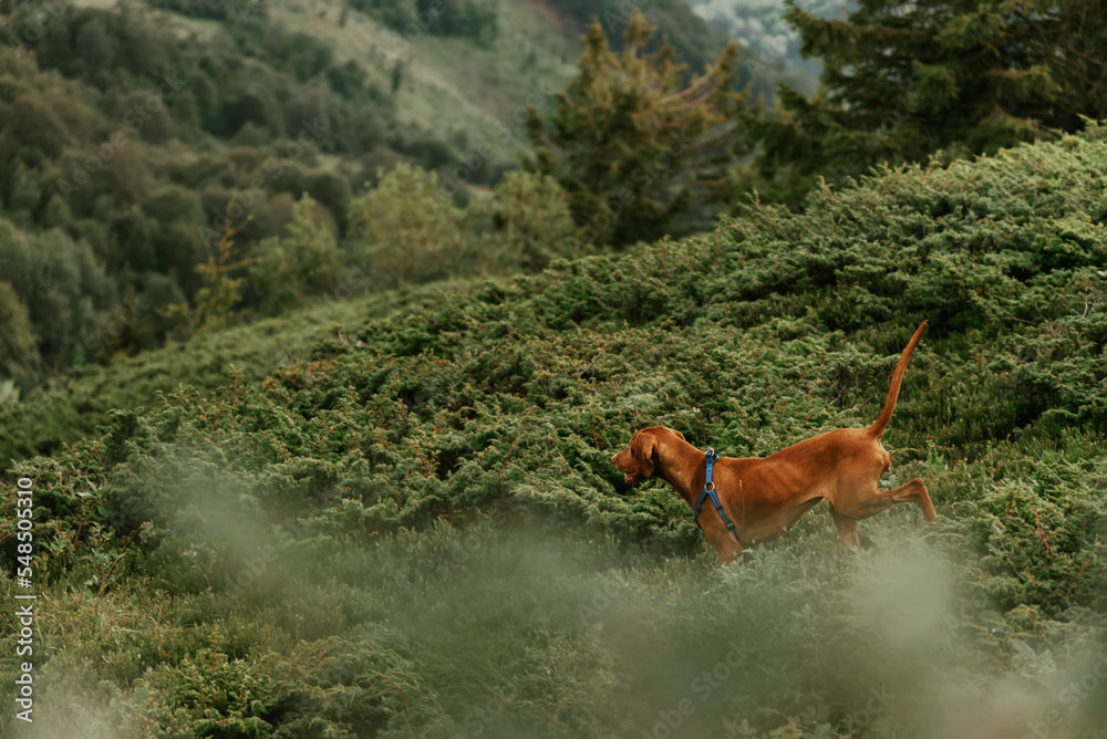 Hungarian Vizsla Dog Running Downhill in Mountains