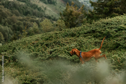 Hungarian Vizsla Dog Running Downhill in Mountains