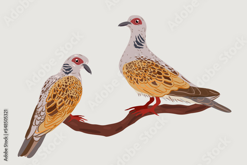 Vector illustration of couple of turtle doves on a branch isolated on light background. photo