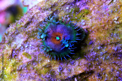 Captain america colorful zoanthid polyp frag photo