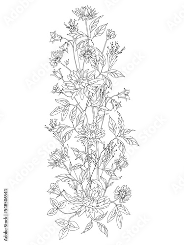 Seamless pattern of astrakhan flowers. Zentangle on a black and white background with herbs. Vector black and white coloring book for coloring books. Leaves and flowers in monochrome colors.