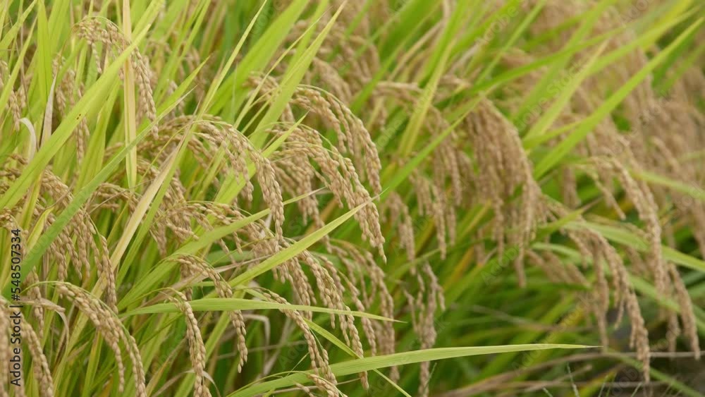 Rice fields in autumn, golden rice just before harvest Rice fields in autumn, golden rice just before harvest
