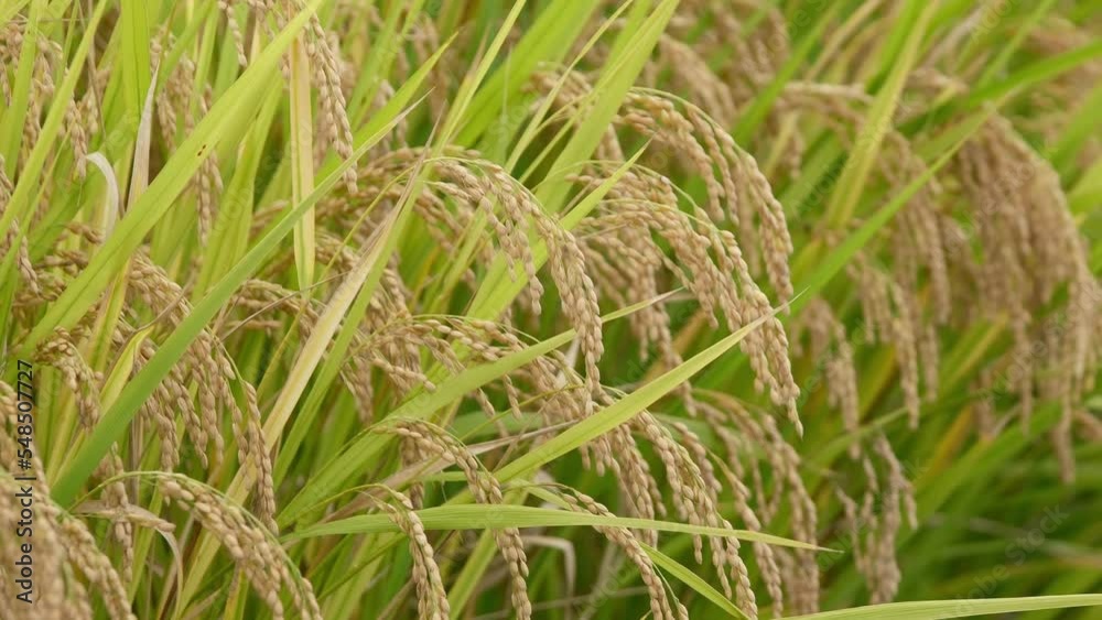 Rice fields in autumn, golden rice just before harvest Rice fields in autumn, golden rice just before harvest