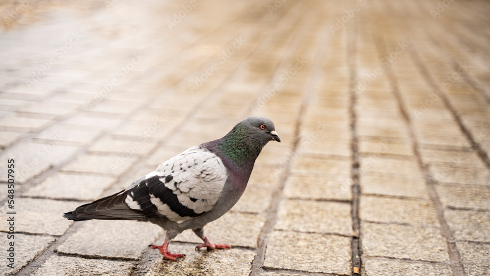 Obraz premium beautiful krakow poland pigeons girl