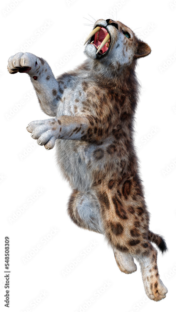 Fototapeta premium 3D Rendering Sabertooth Tiger on White