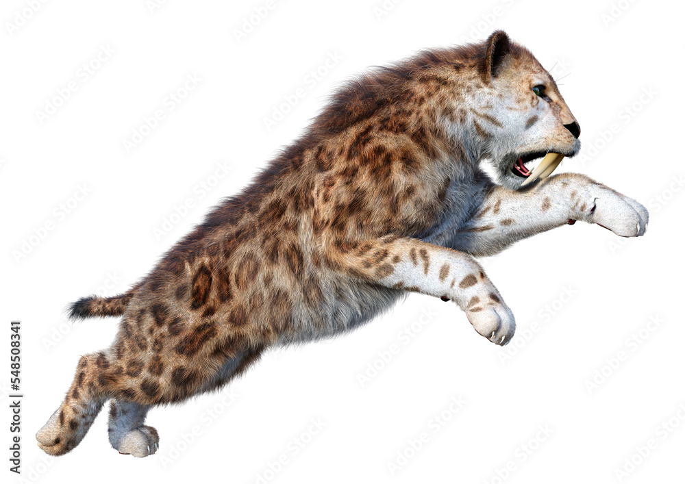 Obraz premium 3D Rendering Sabertooth Tiger on White