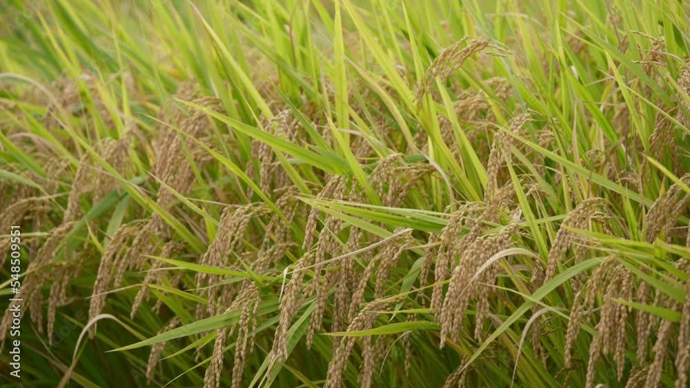 Rice fields in autumn, golden rice just before harvest Rice fields in autumn, golden rice just before harvest
