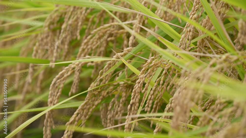 Rice fields in autumn, golden rice just before harvest Rice fields in autumn, golden rice just before harvest