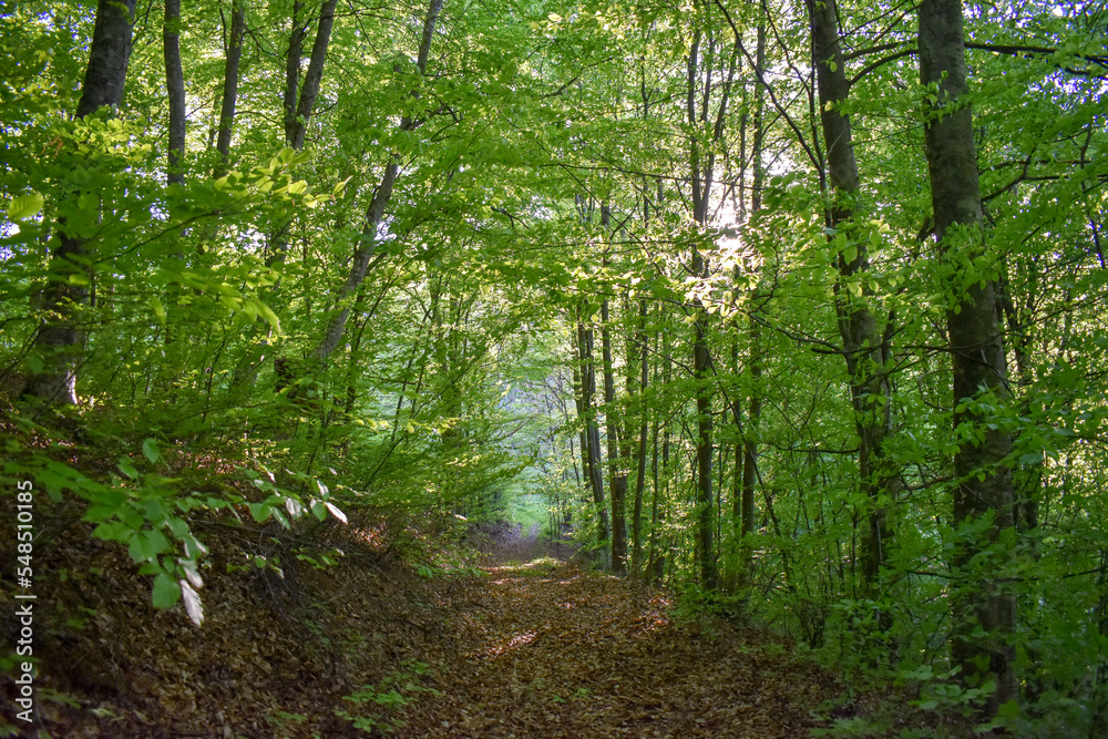 Obraz premium Forest Nature Bosnia And Herzegovina 