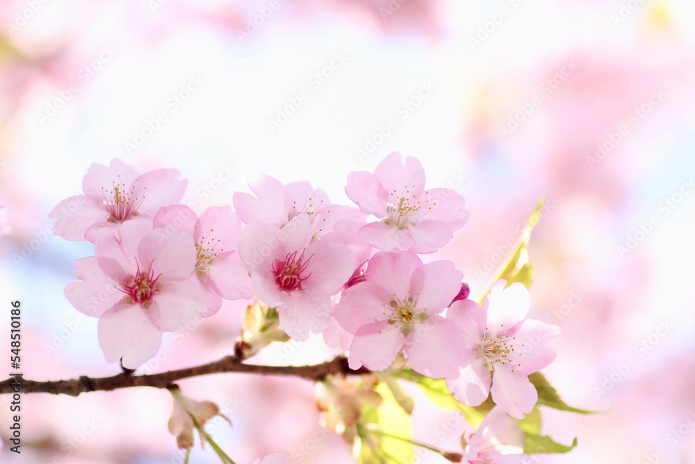 Obraz premium 桜の花